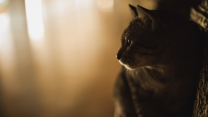 ���� ������� 40 ����� ���� �� ���������� ��-�� ������ ����, �� ���� �� ��������� �����