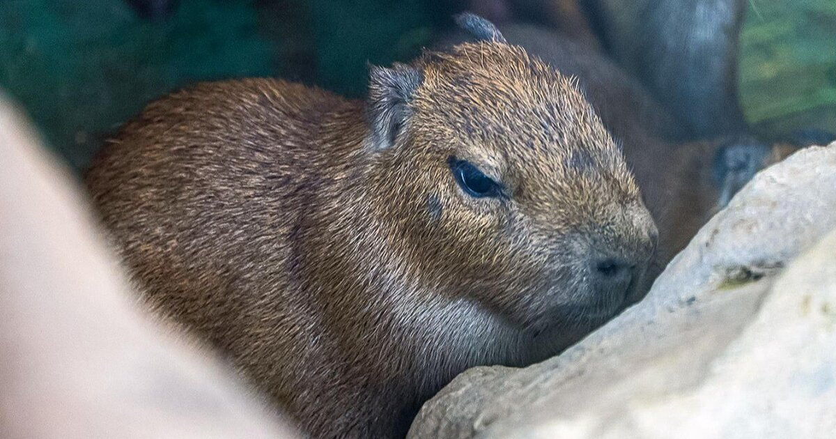 ���������� ��������� � ���������� �������� ���� ����� ����� � �����