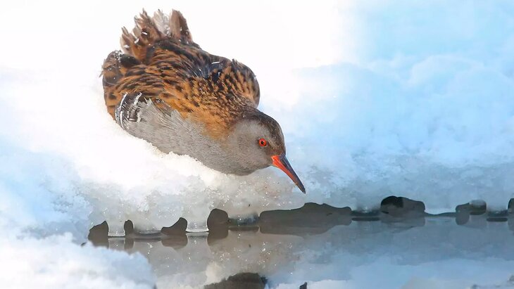 ������� �������� �������� �������� � ����� "���������-�������"