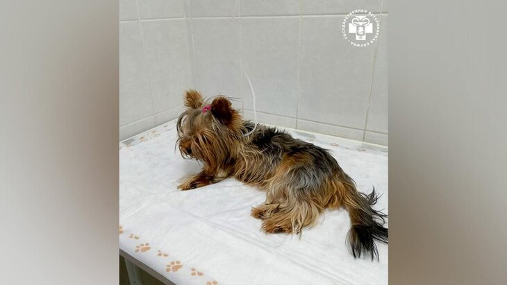 ��������� ���������� ������ ������������� ���� �������