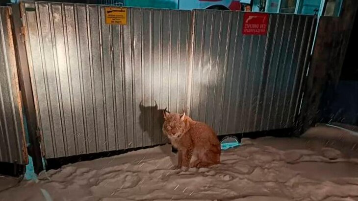 �������� �� ������ ������������� ���� ������� � ��������