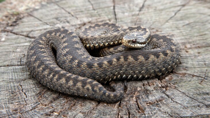 ������� ���������, ����� � ������ ��������� ������ � ���