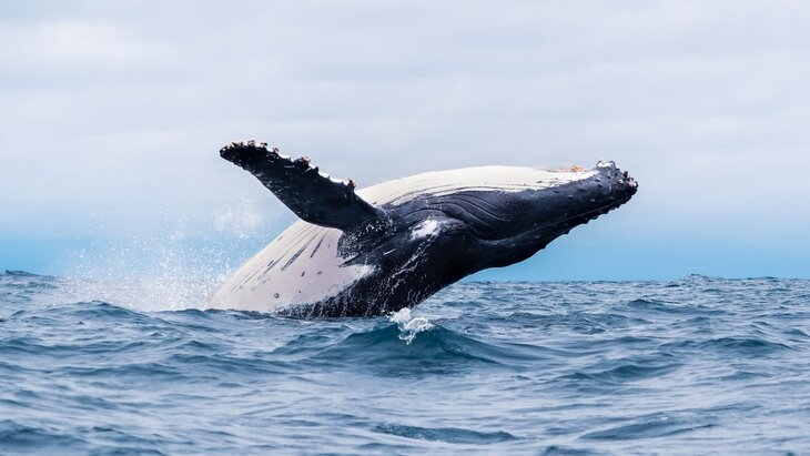 ����� ��������� � ���� � ��������� ����� ���-������ � ���