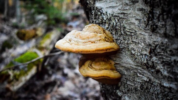 ��������� �����-������ ��������� � ������