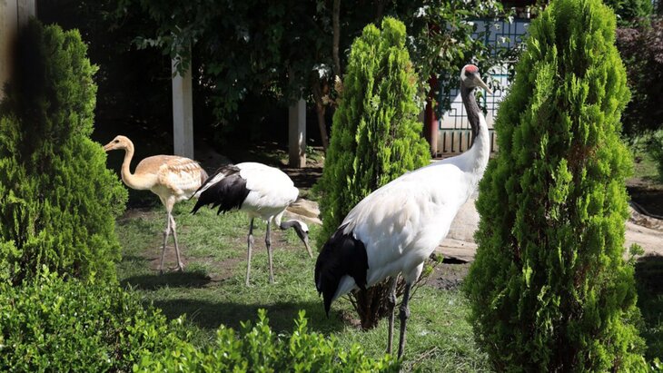 �� "��������� �������" ����������� �������� ������ ����� ������-����������