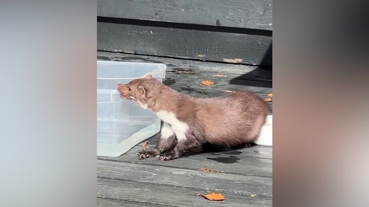 ������� �� ����������� ���������, ��� � ���� ��� ������� ������ � ����������