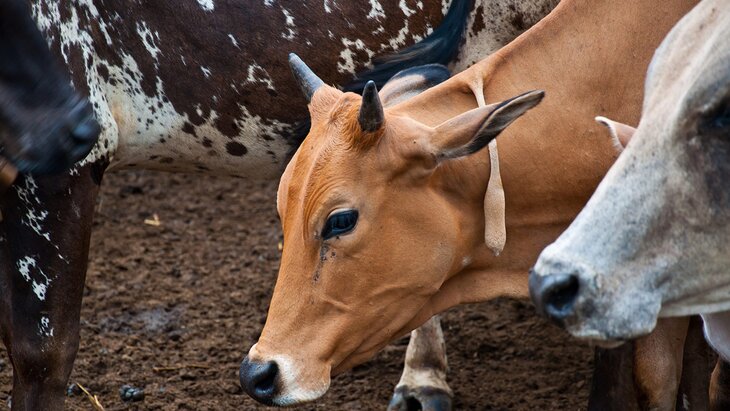 �������� ������ ����� �� ������ ����������� �� ������ �����