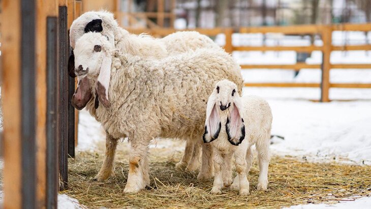 ���������� �������� � ������� �������� ������� �� ����������� ��������