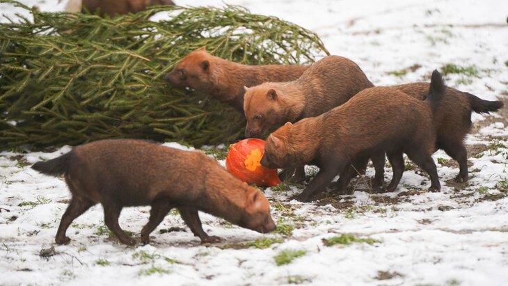 ���������� ������� ��������� ������� ������ �� ���������� ����� ��������