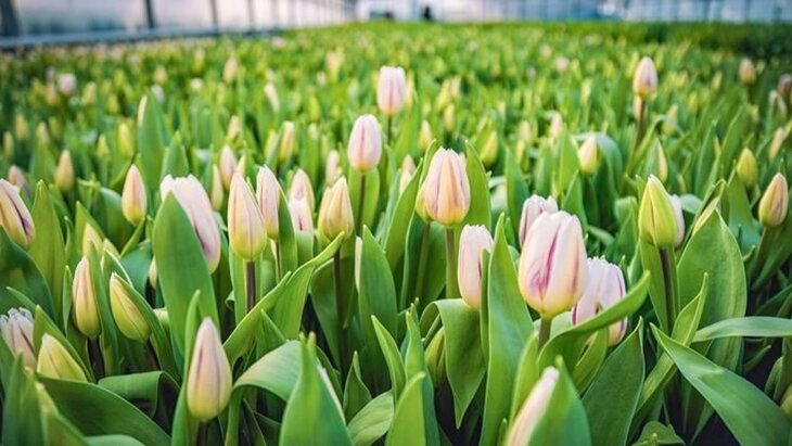 ����� 1,2 �������� ��������� ��������� � �������� ������ � 8 �����