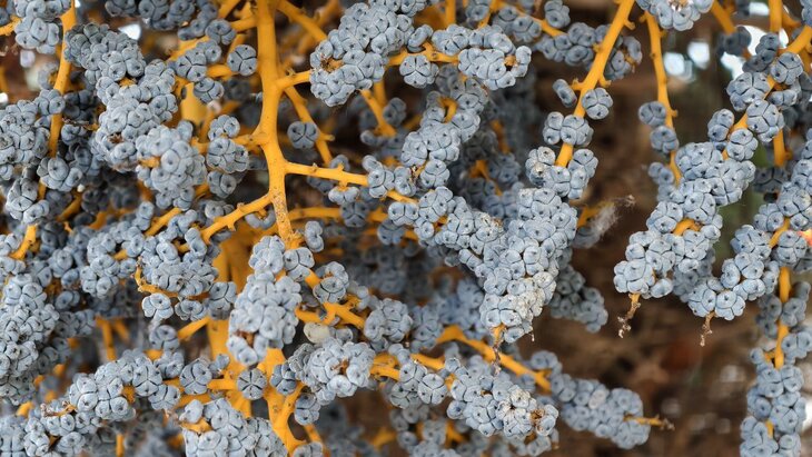 ������ ������ ����������� ������ � "����������� �������"