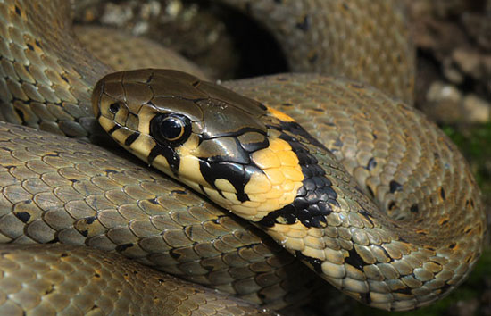 ����, ��������� � ���������� ������� ���, ��������� ����  