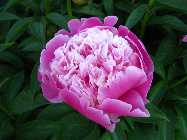 � ������������ ������� �������� ������ �����