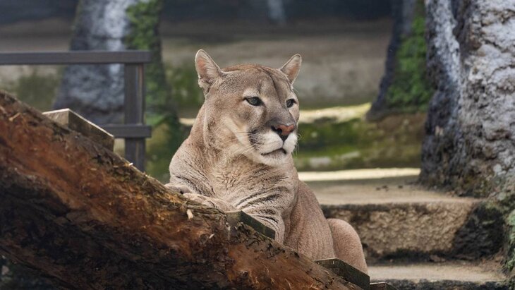 � ������-���������� �� �������� ����������� �������� �������� ���������� ����