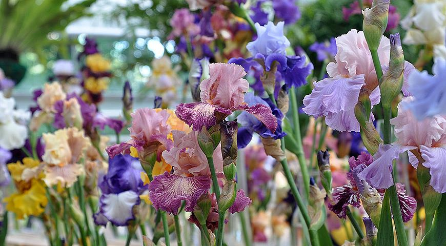 ��� �������� ������ ������� � ������������ ������� � ���� � ����