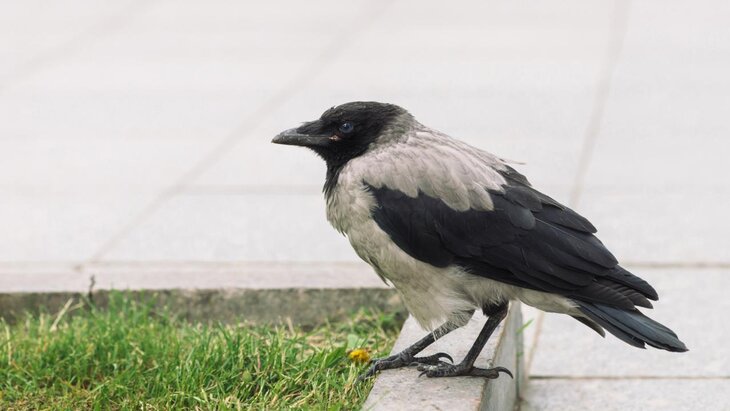 ������ ������ �� ������� � ��������