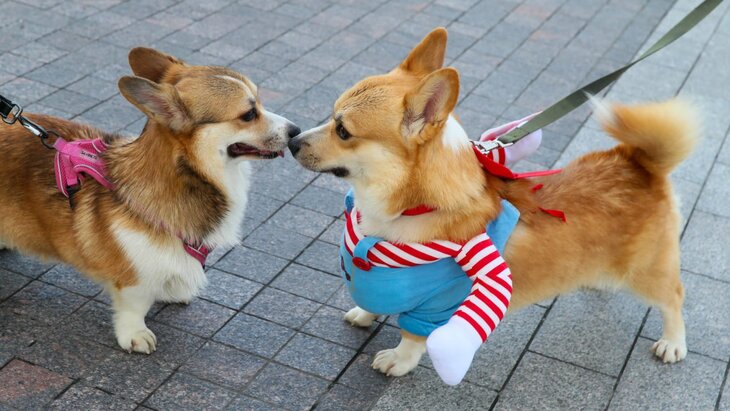 ����� 600 ����� ������������� � ��������������� ������ �� ����