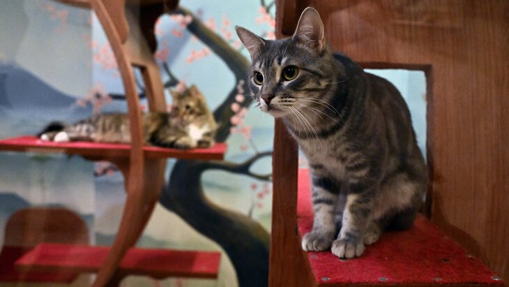 ������ �� ������������ ���������� �������� �������� ������ � ��