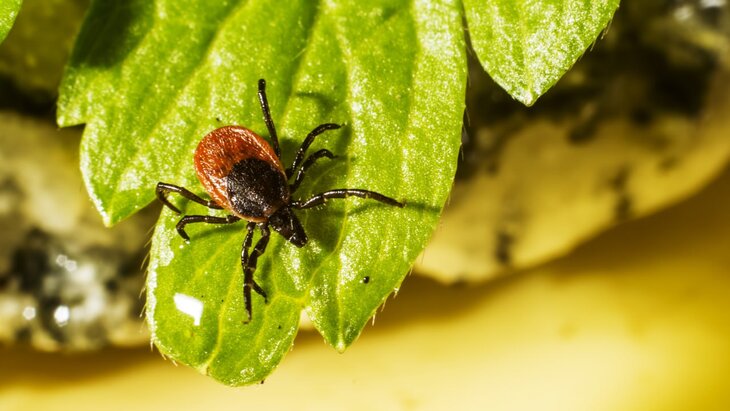 ������ ������ ����� ����� ������������ � �����������