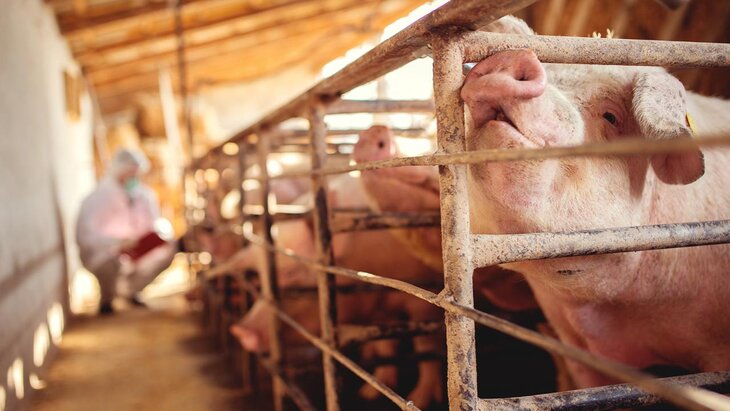 � ��� ��������� �� ������ ������ �������� �������