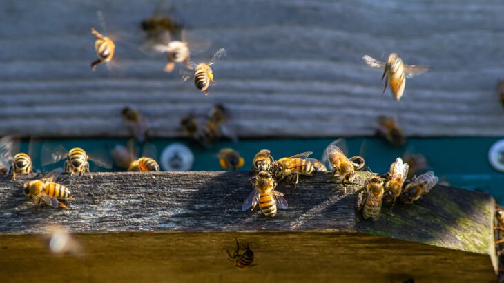 ����� ������ ������� ���������� ����� �� ������ �������