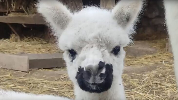 ������-����� ������� �������� � �������� ��������