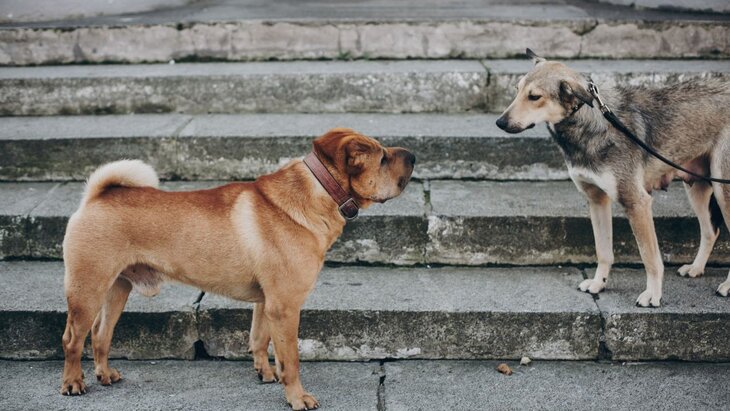 � ������������ ������� ��������� ������ ��� ������ �������������������� �����