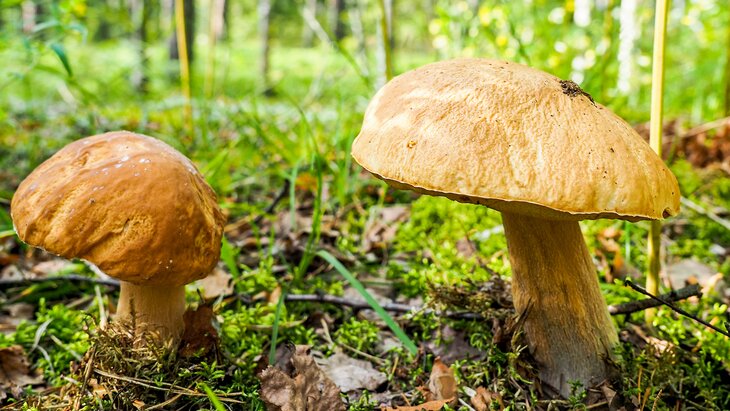 ������� ��������� ������ ����� ������� ����������� � �����������