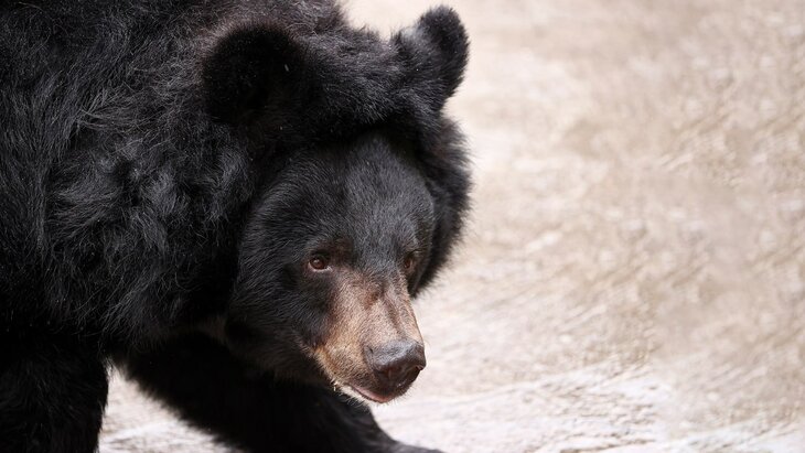 � ������ ������� ����� ������� ����� ��������� �������