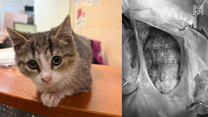 ���������� ���������� ������ ���������� ������� ����������� ������� �������