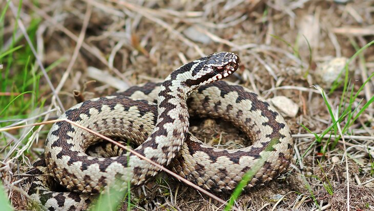 ������� ������ ��������� � ��������, ������� ����� ���� ������ � ���������� ������� ������