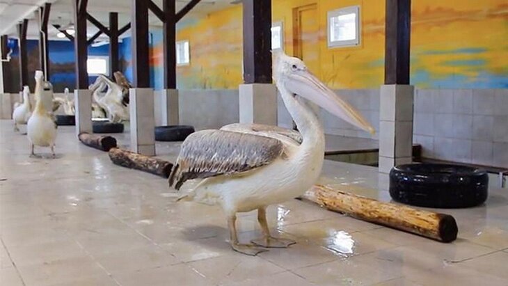 � ����� ��������������� ������ ����� �������� ������� �������� ��������