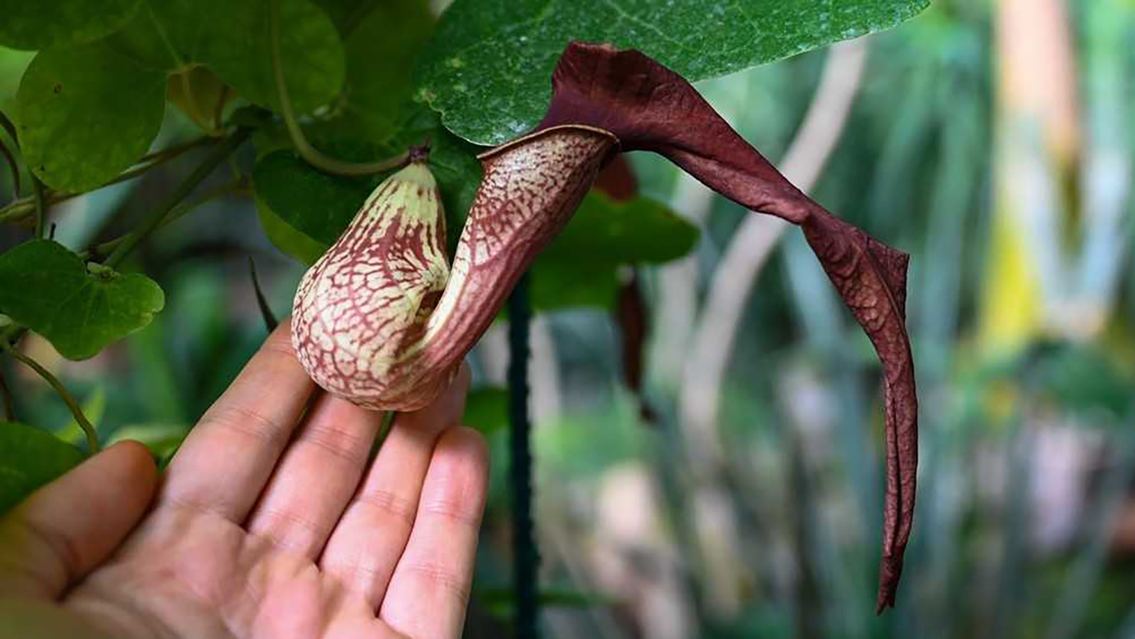 ������������� ������� ������� � ������ ���� ������� � ������������ �������