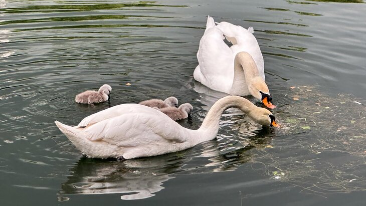 ������: ����� ������� �������� � ����� � ��������� ������������ �� ����������