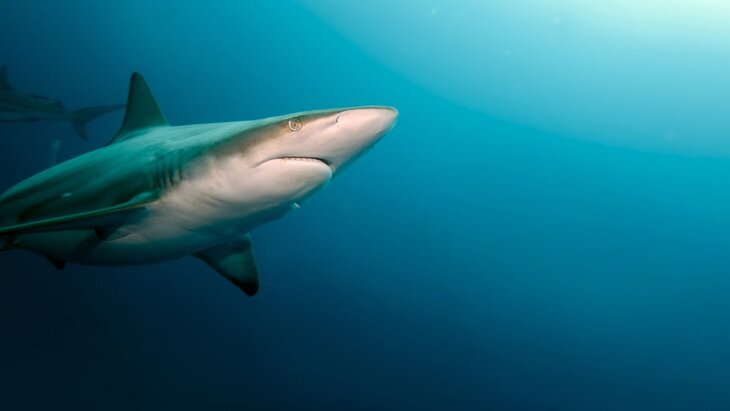 ����� ������ �� ������� � ���������