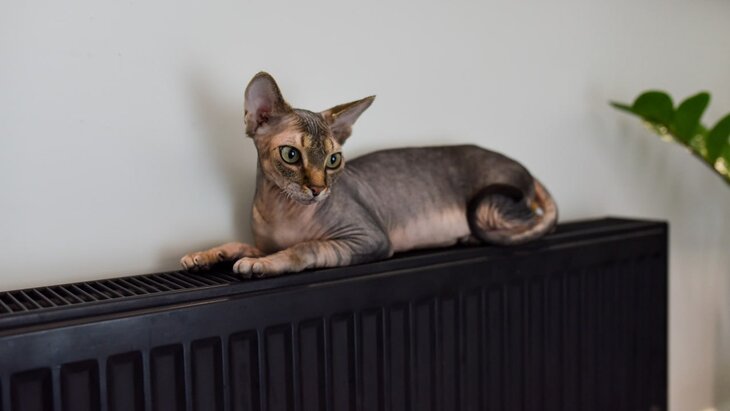 ����������� � �������� ��������� ������� �������� ��-�� �������