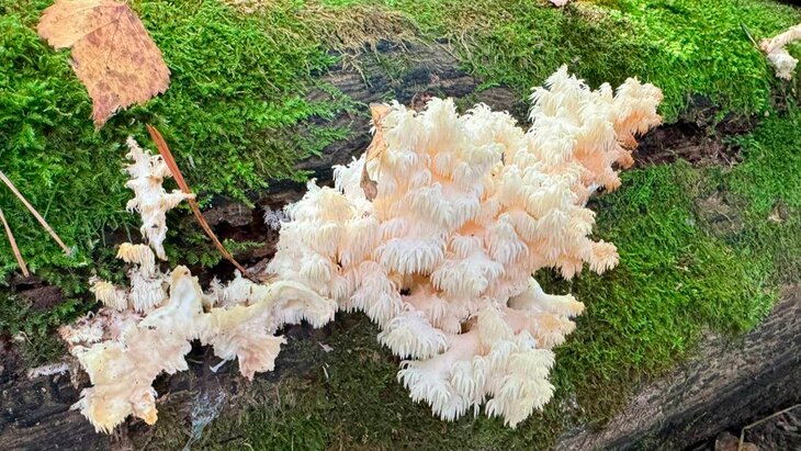 � "������� �������" �������� ������ ������������� ����