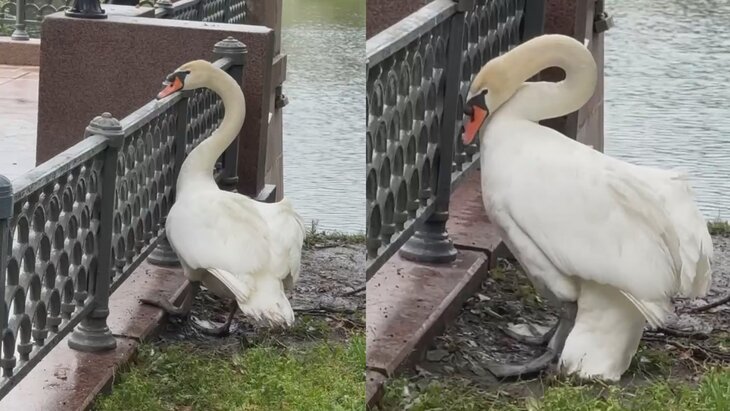 ������ � ���������� ������ �������� ����� ����� ������� �����������