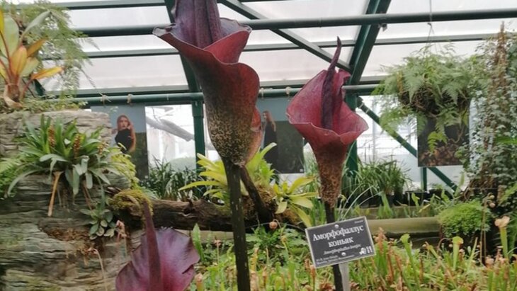 � "����������� �������" ������� ���� �������