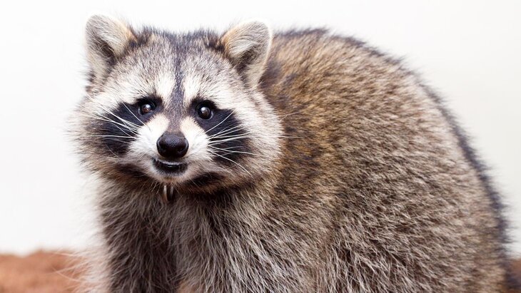 � ��� ���������� ��������� ������� � �������� ������������ ��������