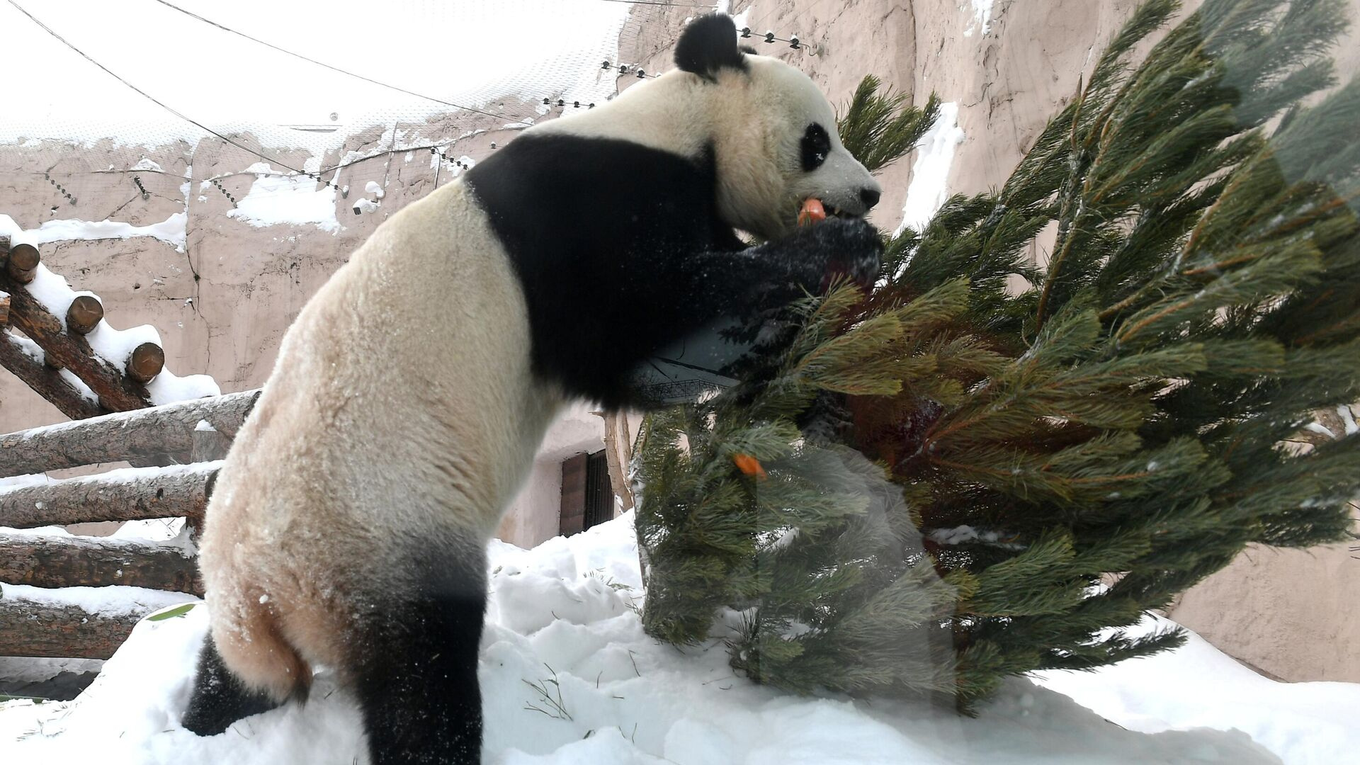 ���������� ������� ��������� ������������ ����� �� ����� ���������� ��������