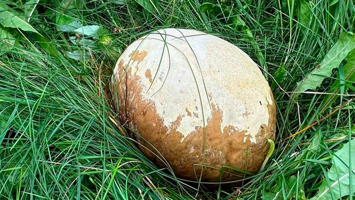 ������ ���� ����� �� ��������