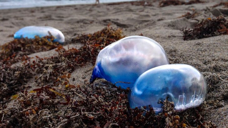 ������ ������ ������������� �������� ����� �� ����� ������� ����� �����