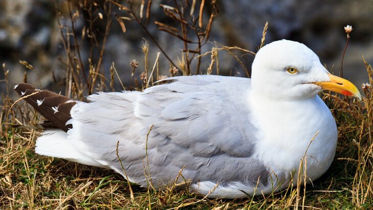 ������ �����-����������� �������� � ������������ ����� ������