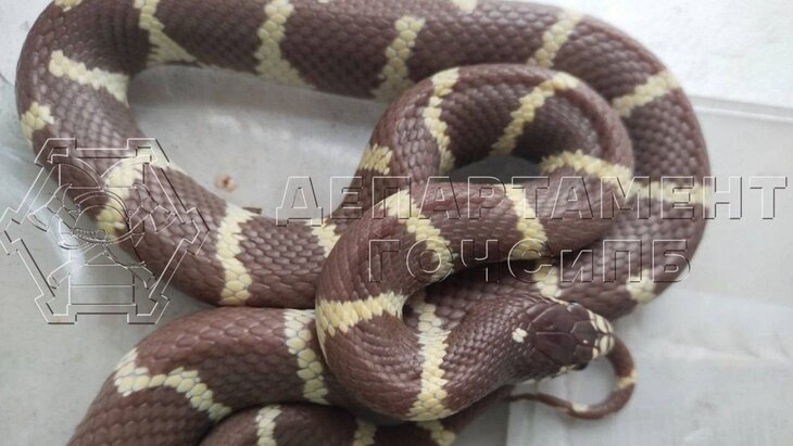 � ������ ���� ���������� ���������� � ����� � ����� ����