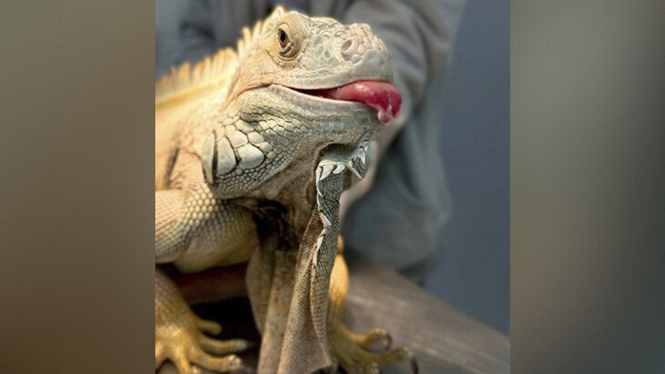 ���������� ���������� �������� 1,5-�������� ������ ���� �� ���������