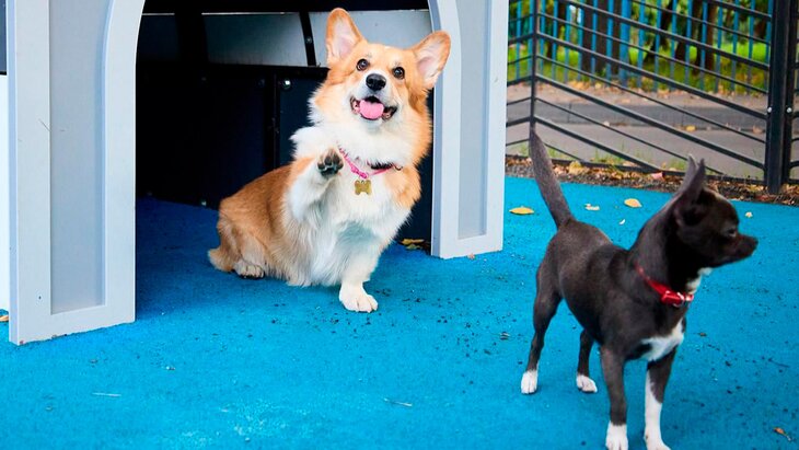 ����� ������� �������� ��������� �� ���-������� ������