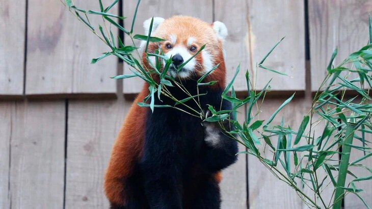 � ���������� �������� ������ ������� ����� �����