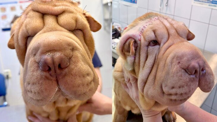 ���������� �������� ������������ ������ ������, ������ ������� ���� ��� �������