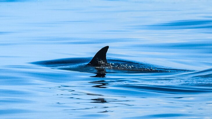 ���� ������� �������� � ����� ����� � ������� ����������